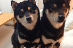 开云体育app-布伦森在F1新赛季揭幕战接管比赛，如何用活塞节奏掌控凯尔特人