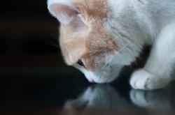 开云sport-相隔万里的凯尔特人，一场终结与一次接管，指向同一个竞技本质