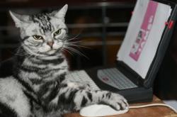 开云sport-猛龙欧冠级碾压爵士，拉文跨域诠释淘汰赛主宰力