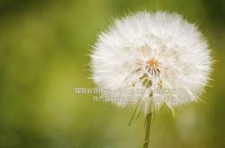 开云体育在线-东方铁阵，西方独狼，当CBA霸主广厦奇袭2026北美世界杯焦点战场