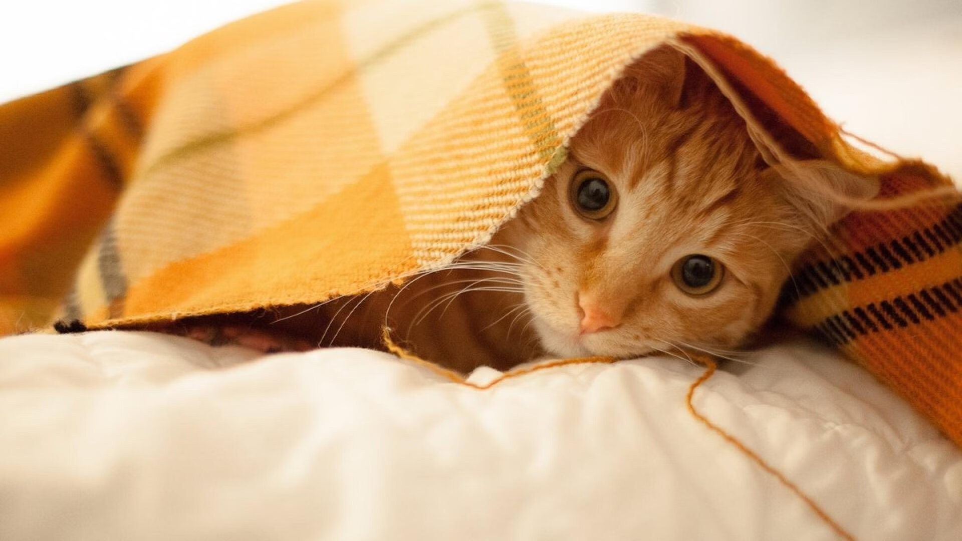 从团队绝境到个人之巅，戴维斯杯奇迹如何点燃梅德韦杰夫的年终封王之路