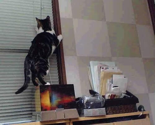 当足球遇见国球，里斯本的绿茵与北京的银球交相辉映