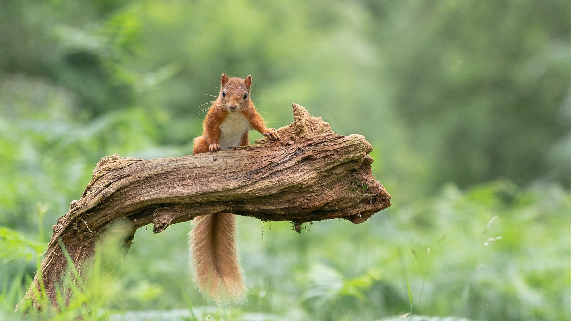 冰火交响，林高远独臂擎天，日耳曼战车血战波兰铁骑