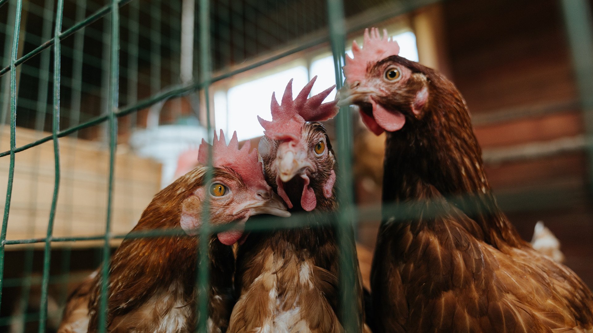 德罗赞独木难支，热火团队篮球稳稳拿下森林狼