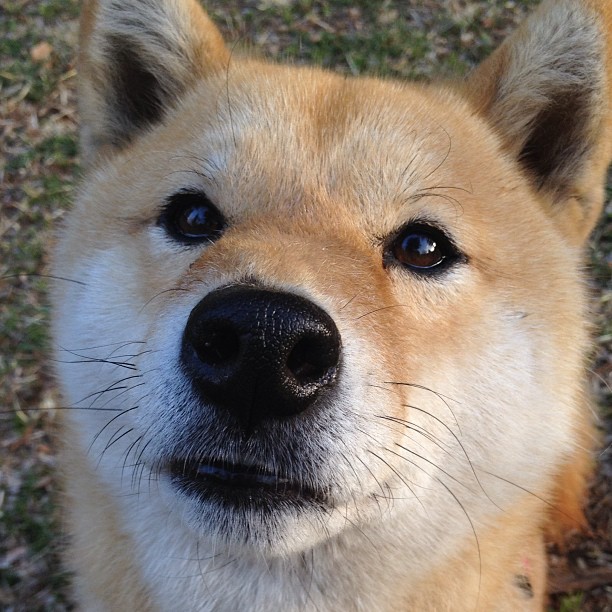 NBA巨星字母哥跨界称赞,我昨晚化身球迷,他才是真正的‘字母哥’