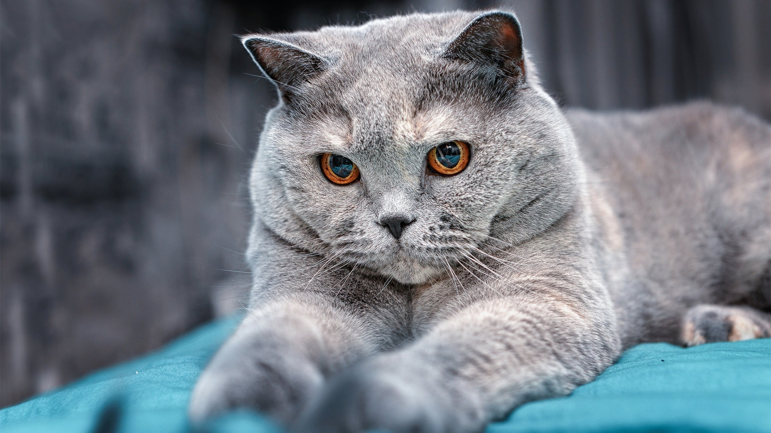 文明征服模式，当皮克在末节将橄榄球化为史诗