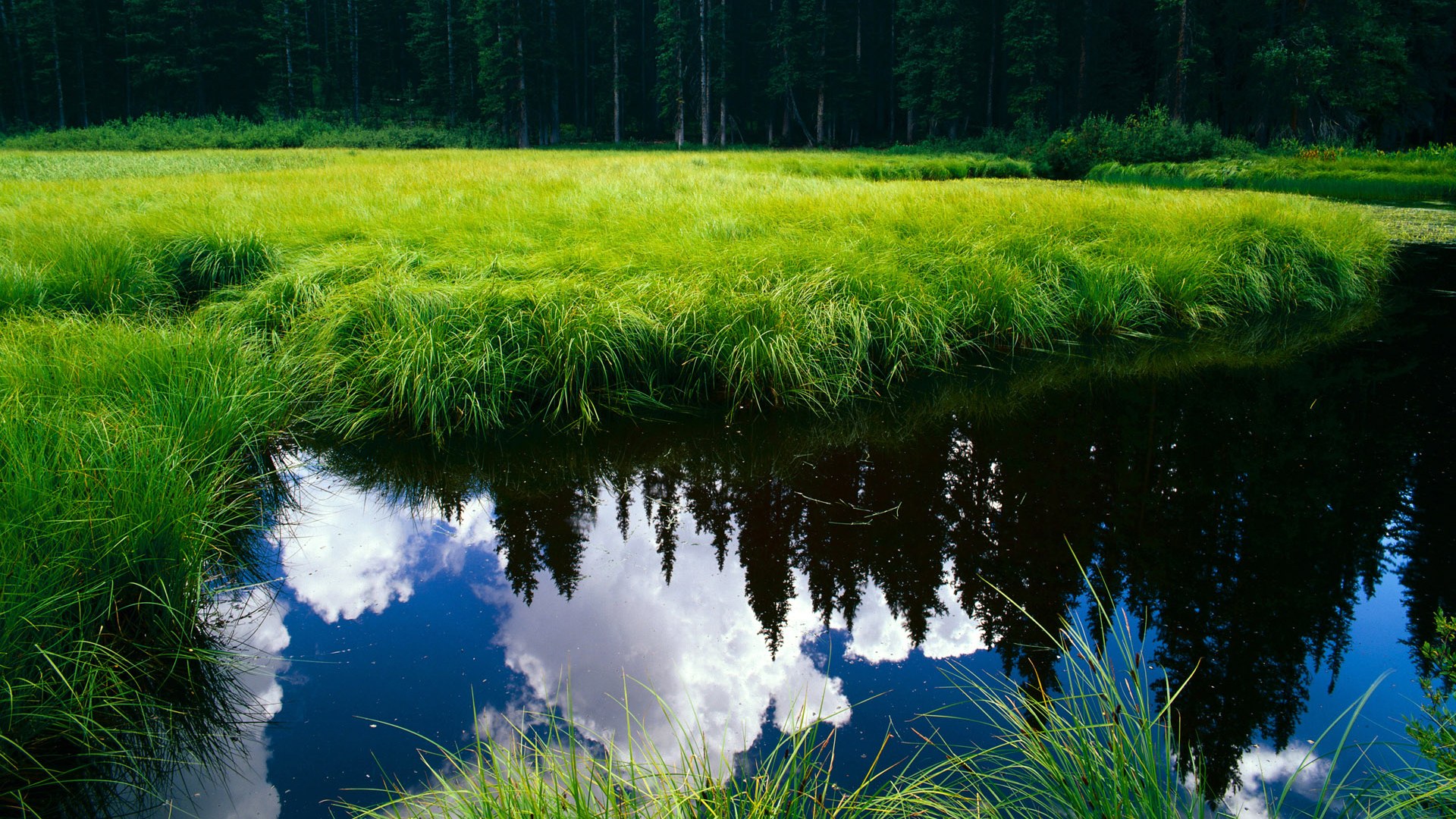 亚平宁与长白云的对话,当佛罗伦萨对阵新西兰,戈麦斯的批判之刃