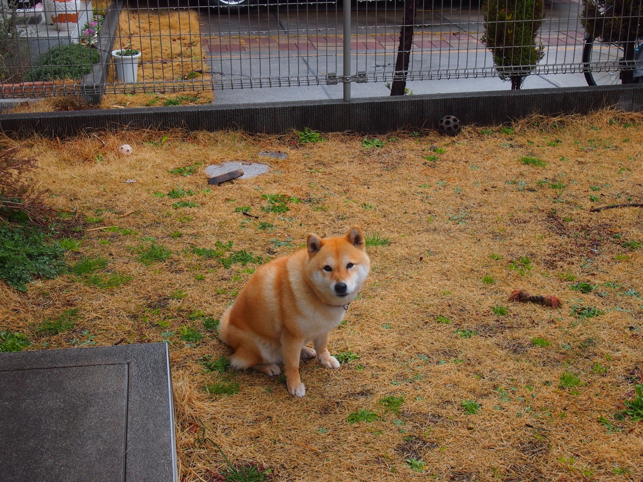 轮上硝烟与草皮烽火,当F1收官战遇见阿根廷对马赛