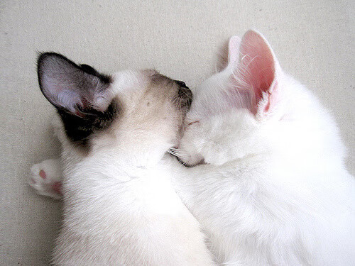 萨内最后一舞引爆防线,哥伦比亚刺穿奥地利钢铁防线