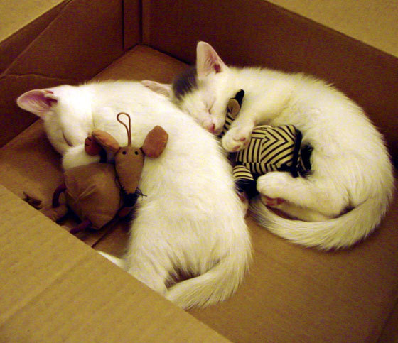 银色闪电,当F1决胜局思维开进篮球场带走胜利