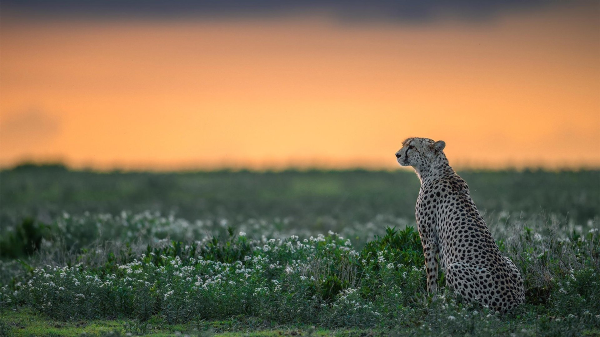 银色闪电,当F1决胜局思维开进篮球场带走胜利