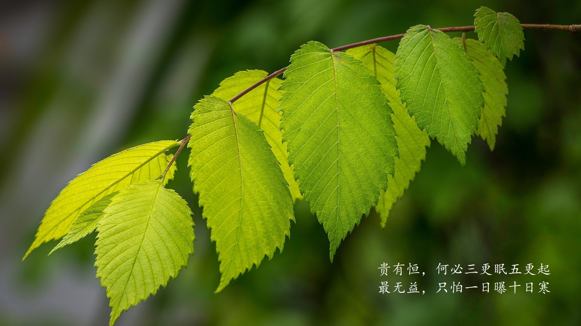 当波斯铁骑撕裂桑巴舞步，2026，阿方索·戴维斯与H组的那个唯一变量